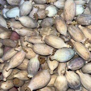 Dried Poppy Pods Small (2.2 lbs - 4.4 lbs)