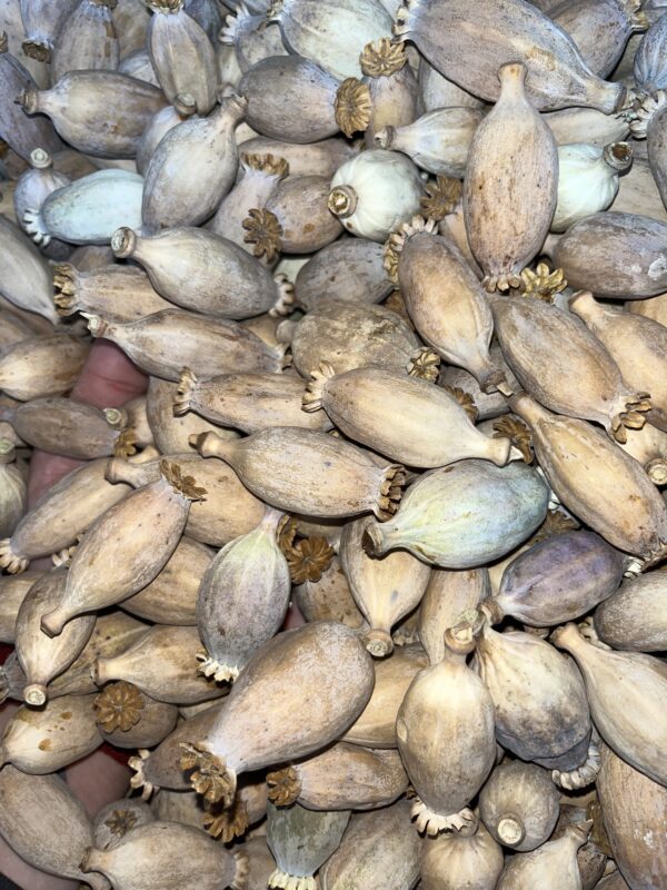 Dried Poppy Pods Small (2.2 lbs - 4.4 lbs)