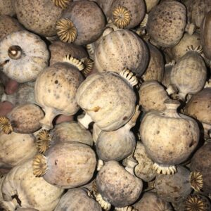 Dried Poppy Pods Large (2.2 lbs – 4.4 lbs)