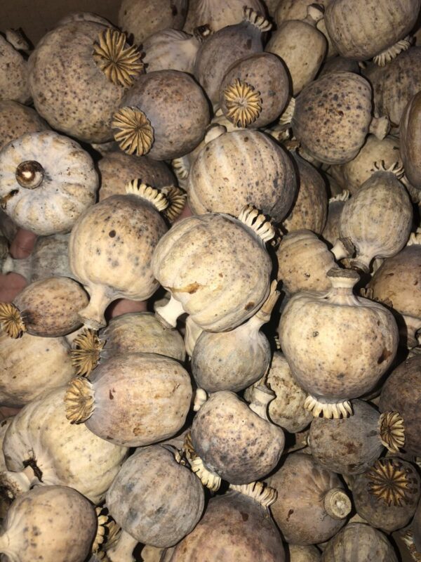 Dried Poppy Pods Large (2.2 lbs – 4.4 lbs)