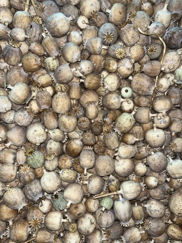 Dried Poppy Pods Small (2.2 lbs - 4.4 lbs)