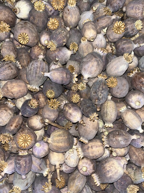 Dried Poppy Pods Purple 2.2 lbs