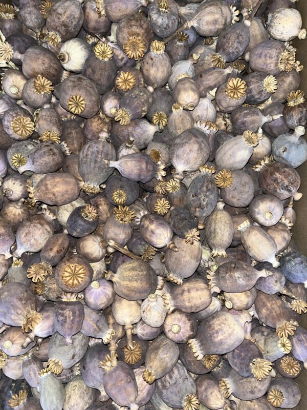 Dried Poppy Pods Purple 2.2 lbs