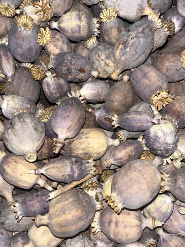 Dried Poppy Pods Purple 2.2 lbs